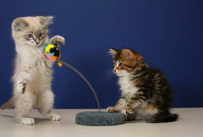 copout_cats "But, really? All you’ve done is make fun of something that wasn’t doing you any harm and wanted only to give some cats a some fun laughs. " --Kevin Smith
