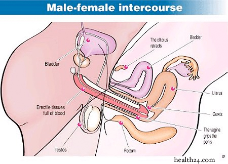 intercoursediagram
